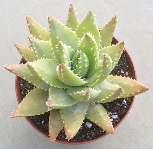Aloe Brevifolia