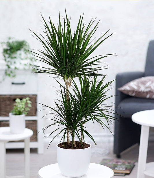 Dracena Plant
