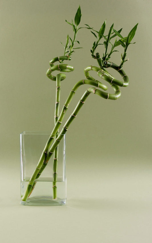 Dracena Sanderiana Spiral, 3 Tiges