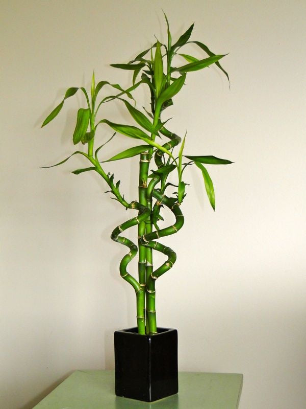 Dracena Sanderiana Spiral, 3 Tiges