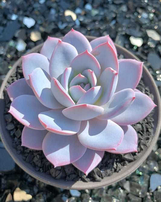 Echeveria