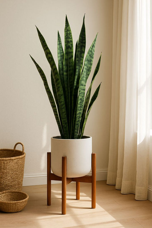 Sansevieria