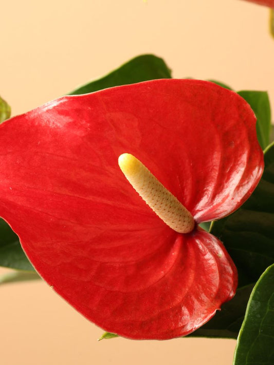 Anthurium