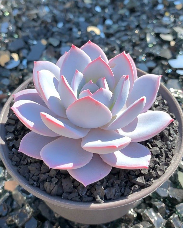 🌱 Cactus & Succulentes