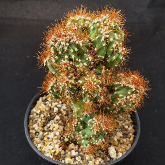 Cereus Peruvianus Monstrosus